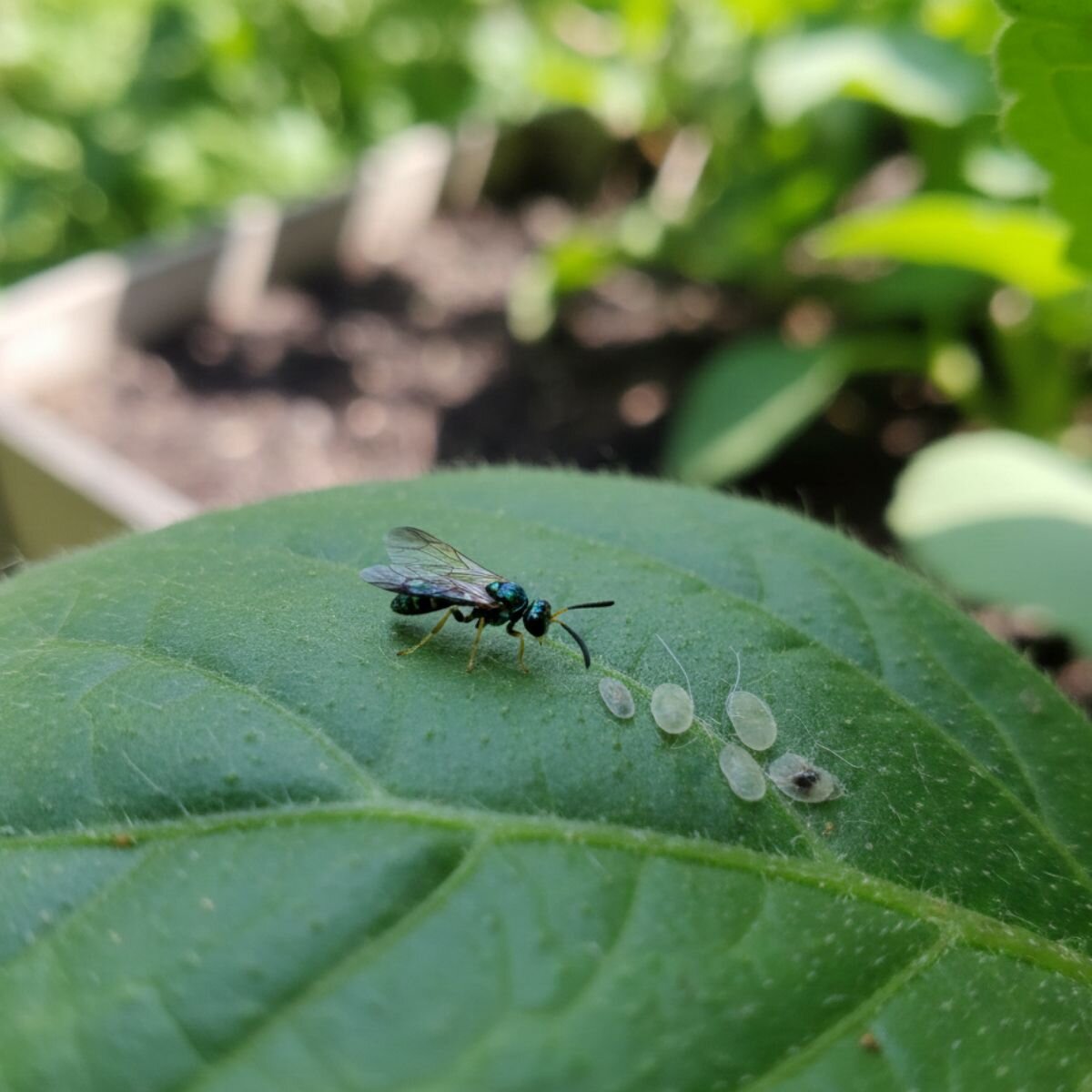 schlupfwespe-im-einsatz-gegen-die-weiße-fliege