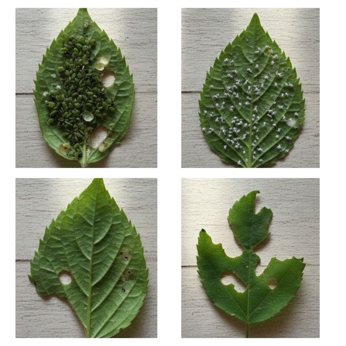 verschiedene-schadensbilder-von-schaedlingen