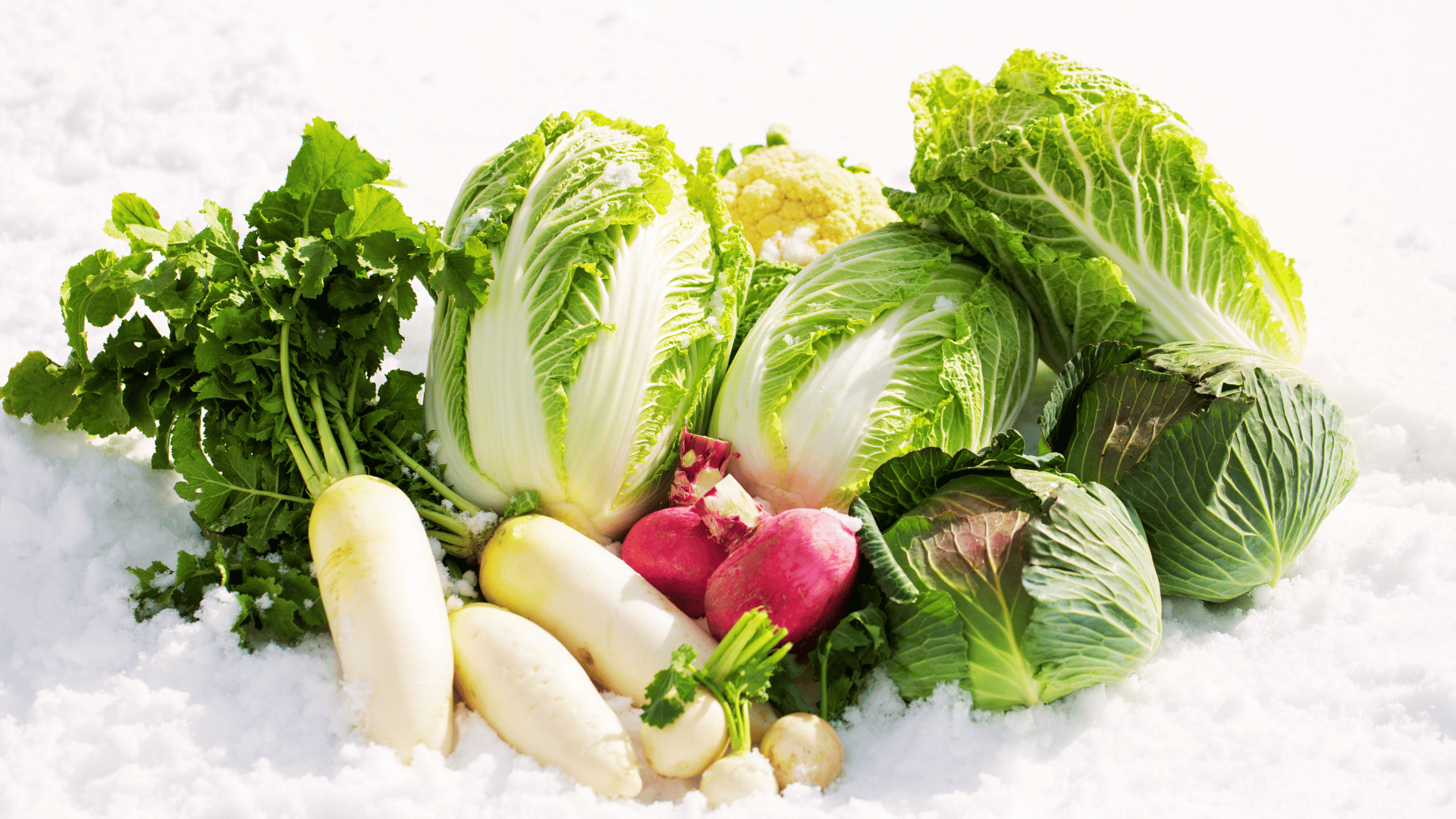 Wintergemüse für das Hochbeet