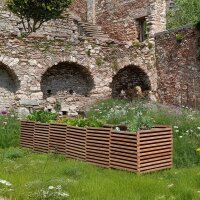 „Maximilian 5XL“ Beet – sehr langes,...