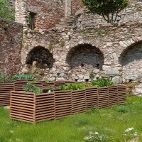 „Maximilian 6XL“ Beet – sehr langes,...